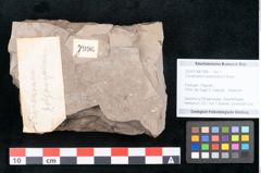 Foto (Objekt + Etikett) von Cinnamomum polymorphum Braun (NHMW-GEO-2024-0188-7996)
